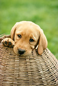 PUP 05 RC0006 01
Portrait Head Shot Of Yellow Labrador Retriever Puppy Sitting In Wicker Basket