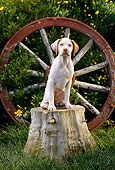 PUP 05 RC0007 01
Portrait Of Yellow Labrador Retriever Puppy Sitting On Tree Stump By Wagon Wheel Grass Shrubs
