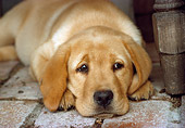 PUP 05 RC0010 01
Yellow Labrador Retriever Puppy Laying On Brick Floor