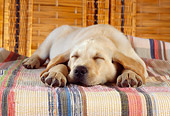 PUP 05 RC0011 01
Yellow Labrador Retriever Puppy Sleeping On Striped Cloth