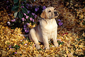 PUP 05 RK0016 03
Yellow Labrador Retriever Puppy Sitting On Grass With Yellow Leaves By Flowers