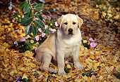 PUP 05 RK0016 06
Yellow Labrador Retriever Puppy Sitting On Grass With Yellow Leaves By Flowers