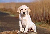PUP 05 RK0022 01
Yellow Labrador Retriever Puppy Sitting On Wooden Pole At Marsh