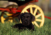 PUP 05 RK0048 05
Black Labrador Puppy Laying On Grass By Wagon Wheel