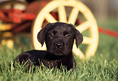 PUP 05 RK0048 06
Black Labrador Puppy Laying On Grass By Wagon Wheel