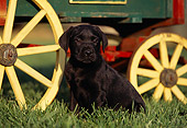 PUP 05 RK0050 03
Black Labrador Sitting On Grass Wagon In Background