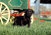 PUP 05 RK0051 03
Black Labrador Retriever Puppy Walking On Grass By Wagon