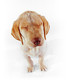 PUP 05 RK0072 14
Yellow Labrador Retriever Puppy On White Seamless Studio