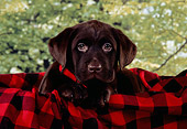 PUP 05 RK0085 01
Head Shot Of Chocolate Labrador Retriever In Red And Black Blanket Background