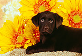 PUP 05 RK0087 08
Close Up Of Chocolate Labrador Puppy Laying By Sunflowers