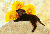 PUP 05 RK0088 01
Chocolate Labrador Retriever Puppy Laying By Sunflowers