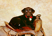 PUP 05 RK0089 01
Chocolate Labrador Retriever Puppy Laying On Saddle