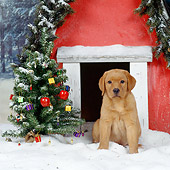 PUP 05 RS0001 03
Golden Retriever Puppy Sitting By Dog House And Christmas Tree On Snow