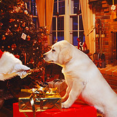 PUP 05 RS0002 03
Yellow Labrador Retriever Puppy Looking At Santa Claus Christmas Setting Studio