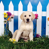 PUP 05 RS0019 02
Yellow Labrador Retriever Puppy Sitting On Grass By White Fence And Flowers