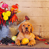 PUP 05 RS0023 02
Labrador Retriever Puppy Laying With Fruit And Flowers