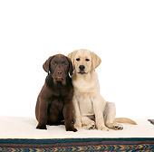 PUP 05 RS0046 02
Chocolate And Yellow Labrador Retriever Sitting Together On Rug