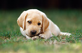 PUP 05 SS0001 01
Yellow Labrador Retriever Puppy Laying On Grass