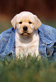 PUP 05 SS0002 01
Yellow Labrador Retriever Puppy Sitting On Grass Under Jean Jacket