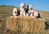 PUP 06 AB0001 01
Bearded Collie Puppies Sitting On Hay Bale