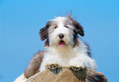 PUP 06 CB0001 01
Bearded Collie Puppy Laying On Log