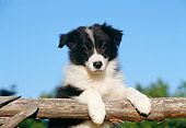 PUP 06 CB0003 01
Border Collie Puppy Leaning On Wooden Rail