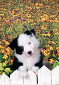 PUP 06 FA0002 01
Border Collie Puppy Leaning On White Picket Fence By Yellow Flowers