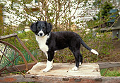 PUP 06 JN0001 01
Border Collie Puppy Standing On Old Wooden Wagon