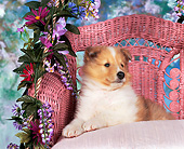 PUP 06 RK0026 03
Rough Collie Laying On Pink Chair With Flowers Facing Camera
