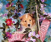 PUP 06 RK0031 02
Rough Collie Sitting In Pink Chair With Pretty Flowers