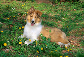 PUP 06 CE0001 01
Rough Collie Puppy Laying In Grass With Dandelions