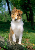 PUP 06 CE0002 01
Rough Collie Puppy Standing On Tree Trunk