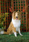 PUP 06 CE0003 01
Rough Collie Puppy Sitting On Grass By Trellis With Flowers