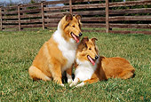 PUP 06 CE0006 01
Two Rough Collie Puppies Laying On Grass By Fence