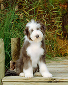 PUP 06 CE0007 01
Bearded Collie Puppy Sitting On Dock By Tall Grass And Trees