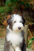 PUP 06 CE0008 01
Bearded Collie Puppy Sitting On Dock By Tall Grass And Trees