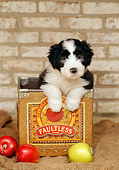 PUP 06 CE0009 01
Bearded Collie Puppy Standing In Apple Box By Apples And Brick Wall