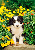 PUP 06 CE0010 01
Bearded Collie Puppy Sitting On Wooden Ledge Among Flowers
