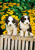 PUP 06 CE0011 01
Two Bearded Collie Puppies Standing On Wooden Crate By Yellow Flowers