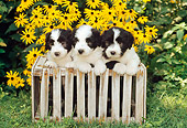 PUP 06 CE0012 01
Three Bearded Collie Puppies Laying On Wooden Crate By Yellow Flowers