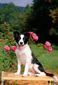 PUP 06 CE0014 01
Border Collie Puppy Sitting On Bench By Pink Flowers