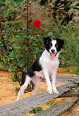 PUP 06 CE0015 01
Border Collie Puppy Stepping On Fence Rail By Red Flowers