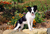PUP 06 CE0016 01
Border Collie Puppy Stepping On Rock By Flower Garden