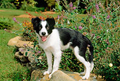 PUP 06 CE0017 01
Border Collie Puppy Standing On Rock By Flower Garden