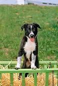 PUP 06 CE0019 01
Border Collie Puppy Standing In Cart In Field