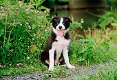 PUP 06 CE0020 01
Border Collie Puppy Sitting In Field By Pink Flowers Along Gravel Path