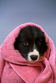 PUP 06 DC0009 01
Head Shot Of Border Collie Puppy Wrapped In Towel