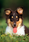 PUP 06 GR0005 01
Head Shot Of Tri Color Collie Puppy Laying On Grass Facing Camera