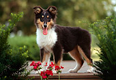 PUP 06 GR0008 01
Tri Colored Collie Puppy Standing On Porch By Bushes