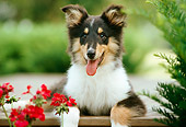 PUP 06 GR0010 01
Head Shot Of Tricolored Collie Puppy Laying On Patio By Flowers